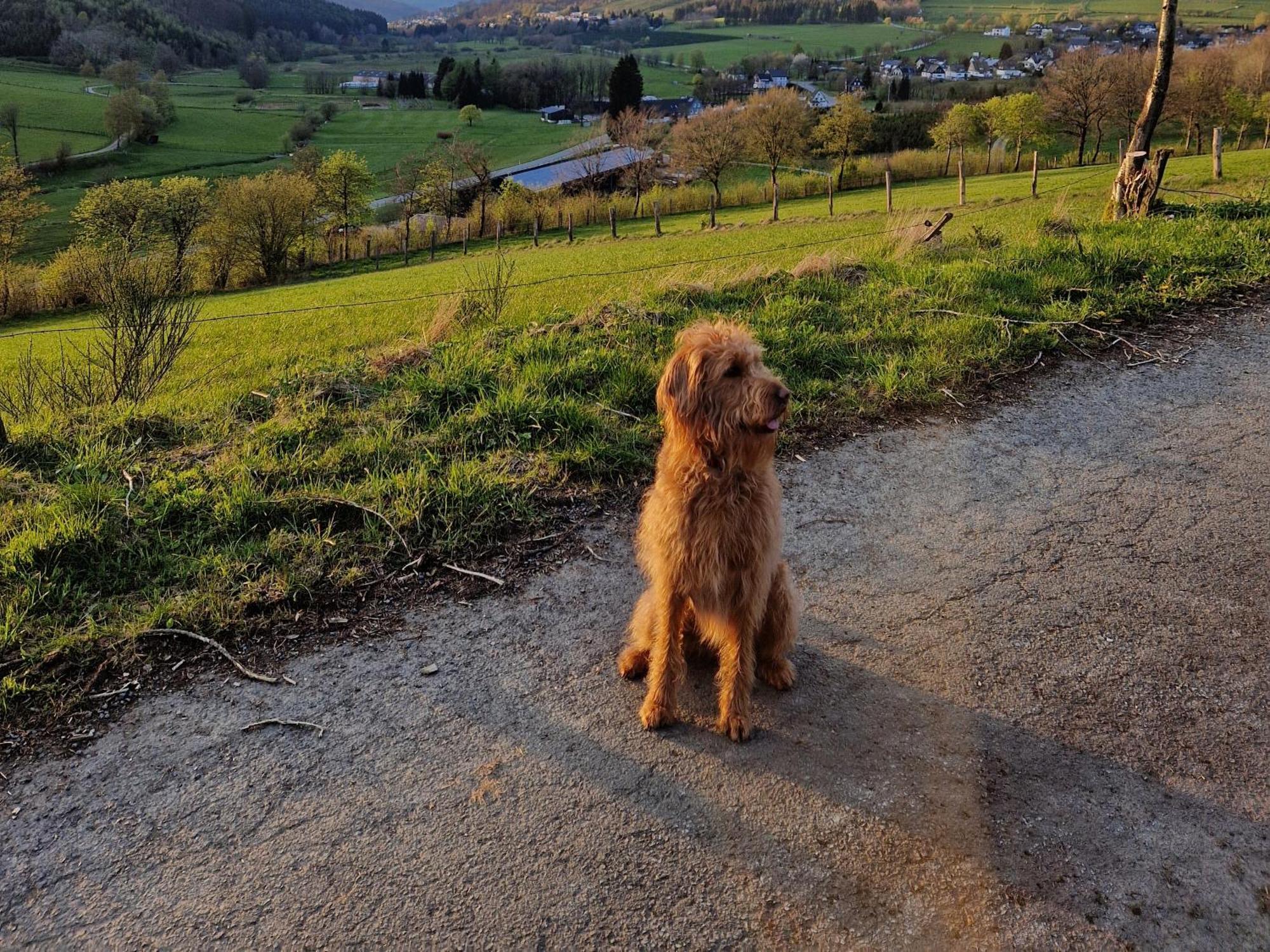 Fuchsbau Mit Kamin & Terrasse & Hunde Apartment Winterberg